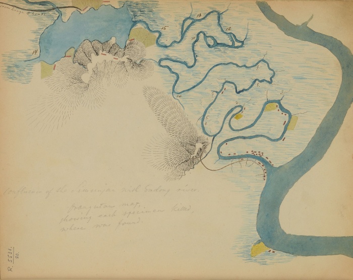 A Sadong és a Simunjon folyó összefolyása, számokkal jelölve az orángutánok elejtésének helye. A térképen Xántus leírásaival szemben 15 helyszín szerepel (Xántus János rajza, NM R 5331 20)
