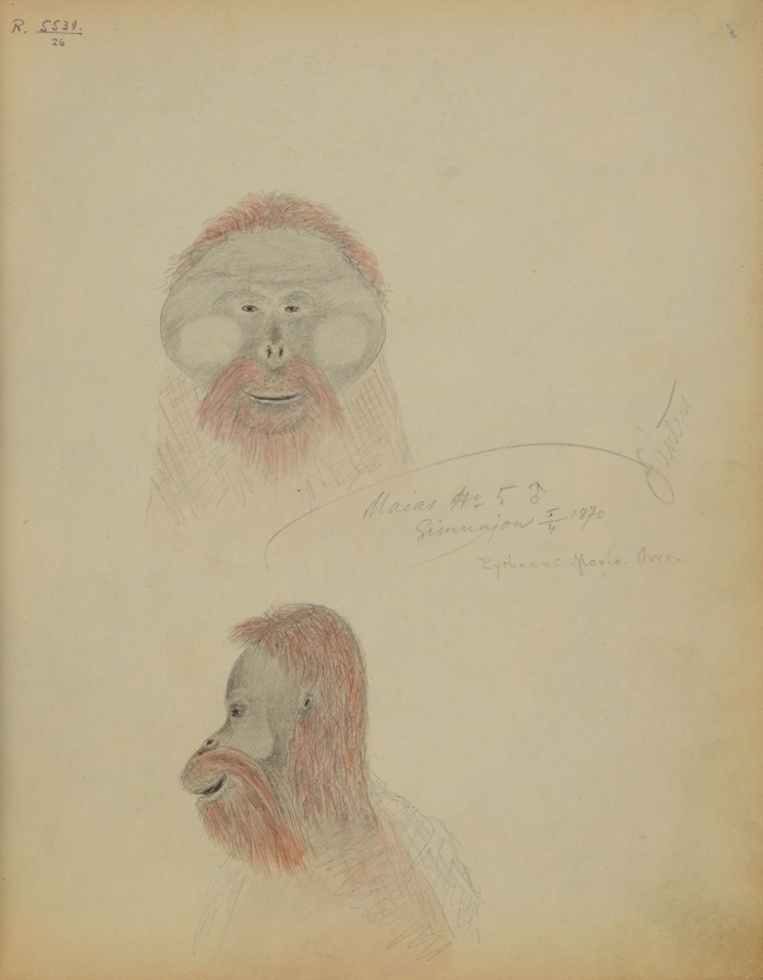Orángutánfej Simunjon, 1870. április 5. (Xántus János rajza, NM R 5331 26)