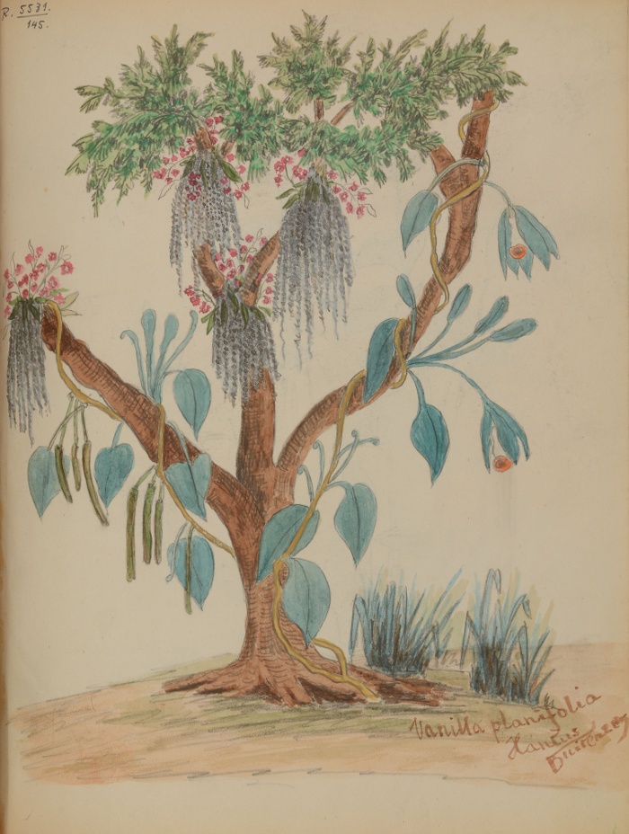 1. Vanília fa a buitenzorgi füvészkertben (Xántus János rajza NM R5531/145)